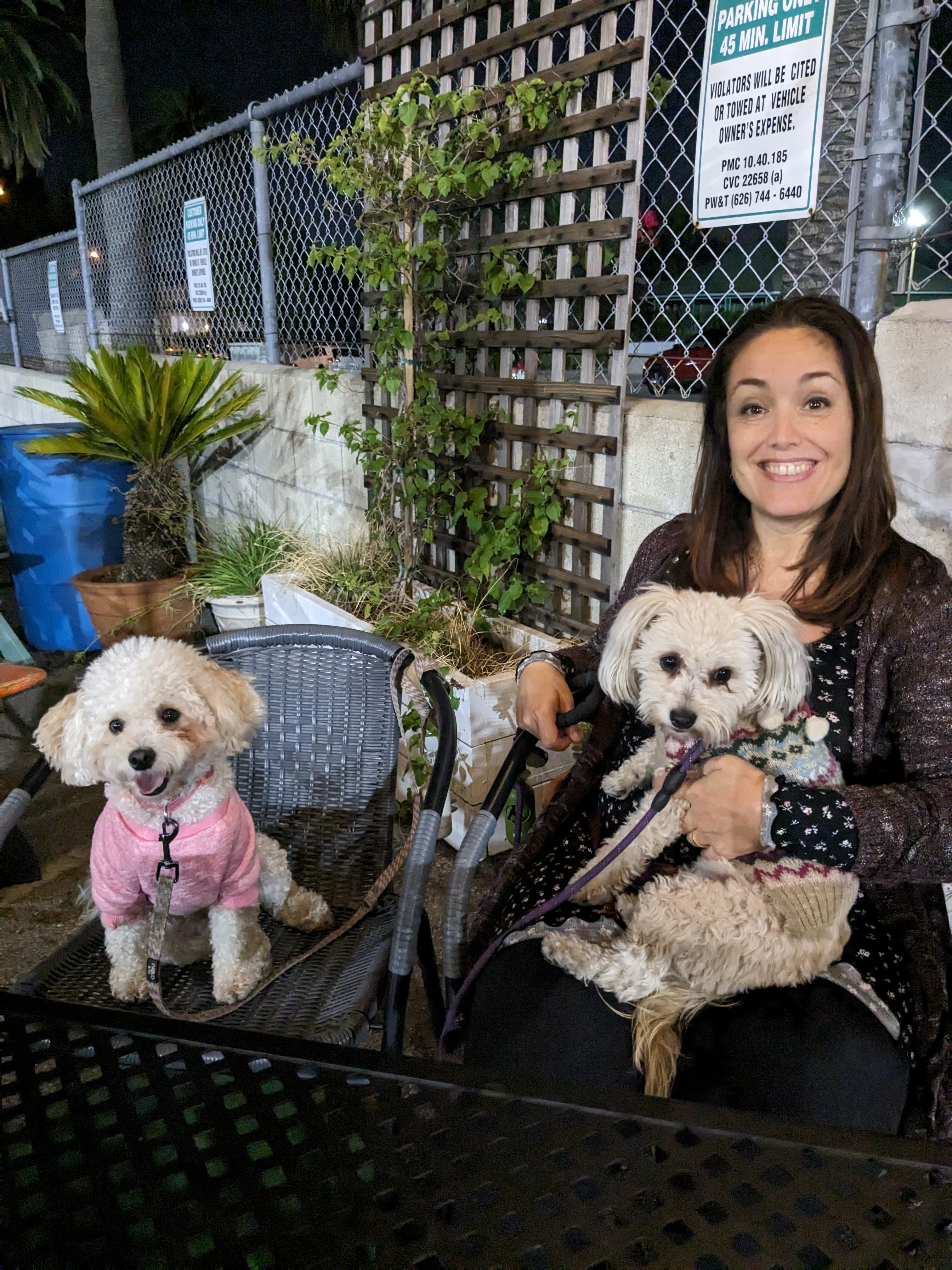 Two pups out and about