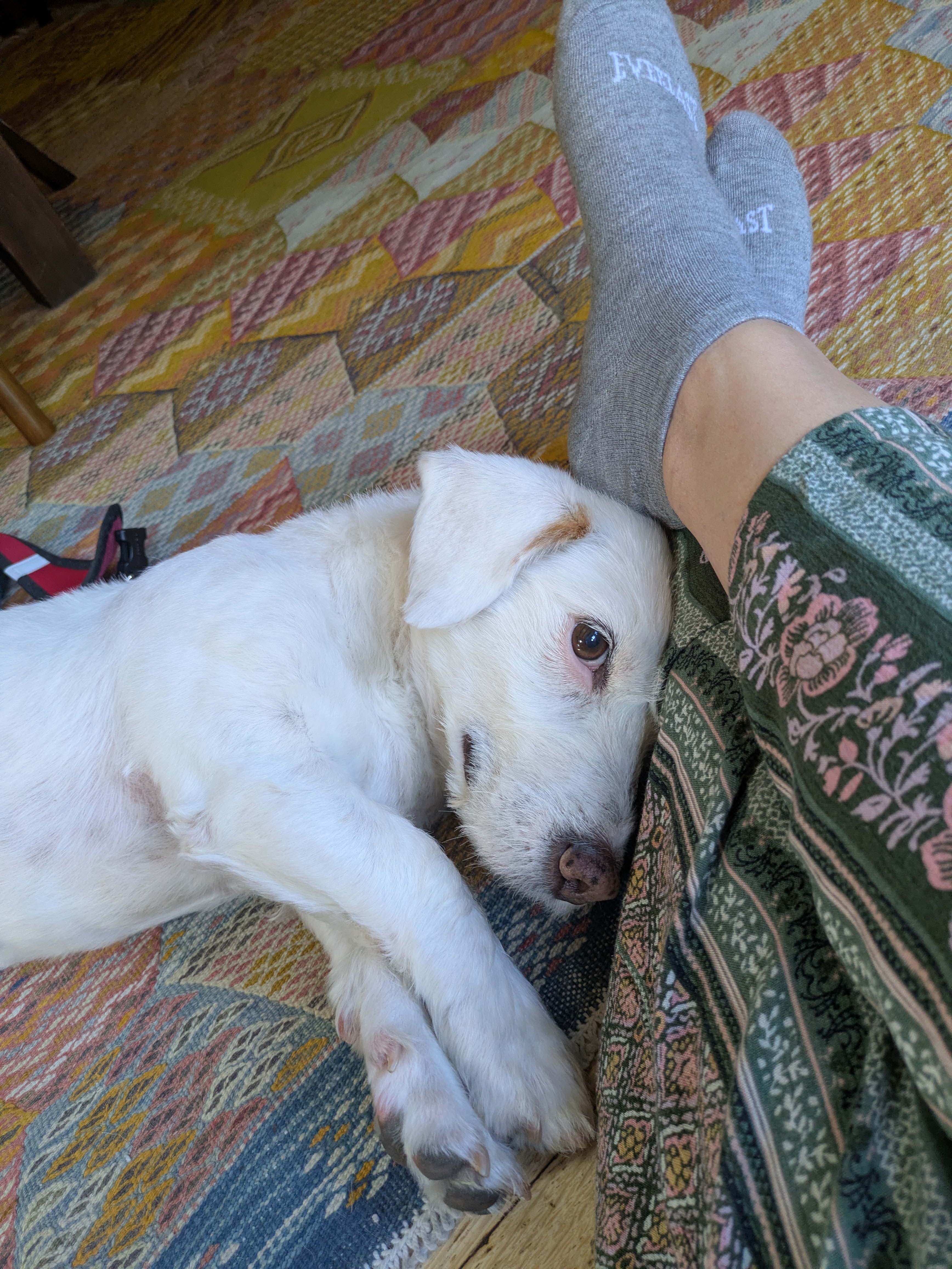 A quiet afternoon at home