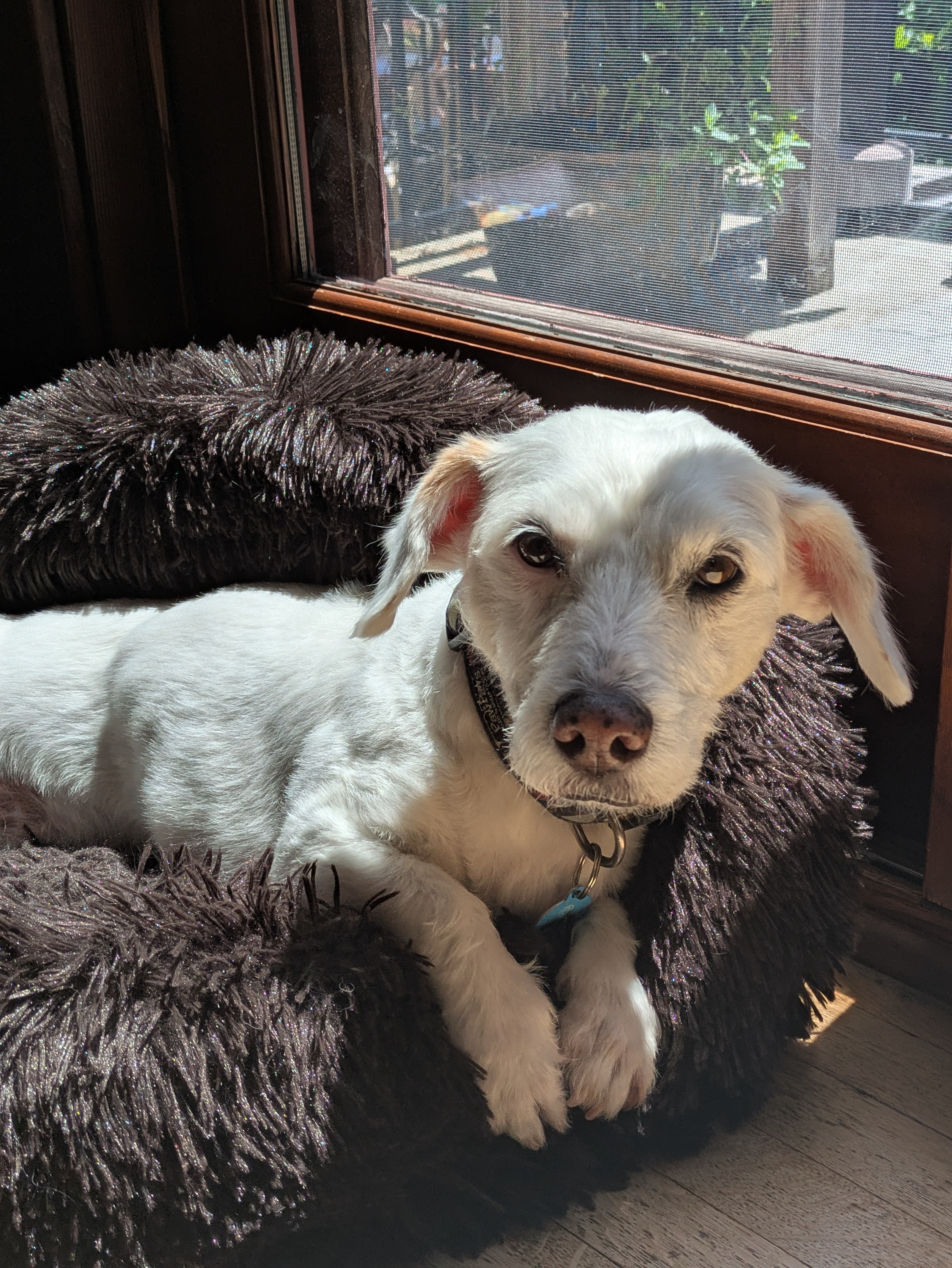 Sleepy white pup in a fluffy bed